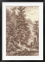 Framed Sepia Noble Fir