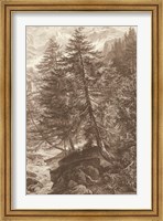 Framed Sepia Larch Tree