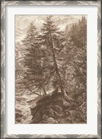 Framed Sepia Larch Tree