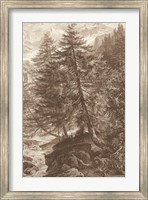 Framed Sepia Larch Tree