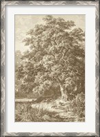 Framed Sepia Oak Tree