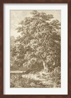 Framed Sepia Oak Tree