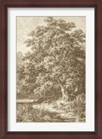 Framed Sepia Oak Tree