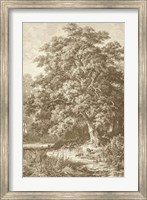 Framed Sepia Oak Tree