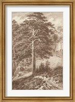 Framed Sepia Wild Pine