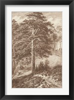 Framed Sepia Wild Pine