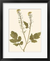 Framed Pressed Botanical I