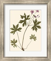 Framed Pressed Botanical III