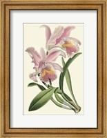 Framed Delicate Orchid III