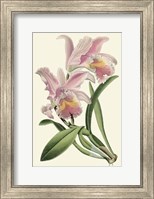 Framed Delicate Orchid III