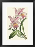 Framed Delicate Orchid III