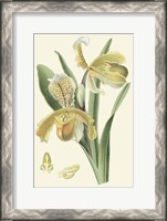 Framed Delicate Orchid IV