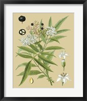 Framed Ivory Blooms I