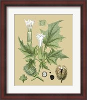 Framed Ivory Blooms II