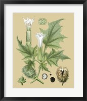 Ivory Blooms II Framed Print