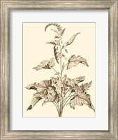 Framed Sepia Munting Foliage II