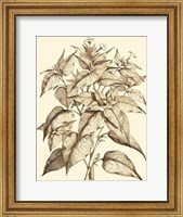 Framed Sepia Munting Foliage III