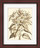 Framed Sepia Munting Foliage III