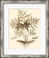 Framed Sepia Munting Foliage IV