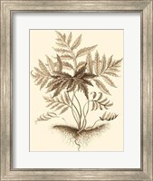 Framed Sepia Munting Foliage IV