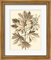 Framed Sepia Munting Foliage V