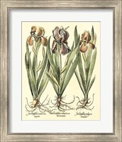 Framed Bulb Garden II