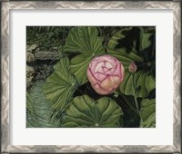 Framed Enchanting Lotus