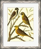 Framed Domestic Bird Family I