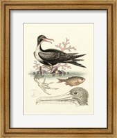 Framed Aquatic Birds I