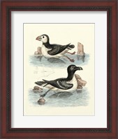 Framed Aquatic Birds II