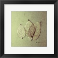 Framed Trio of Skelton Leaves