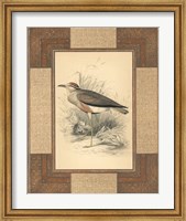 Framed Lowland Courier