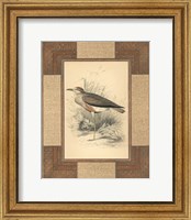 Framed Lowland Courier