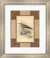 Framed Lowland Courier