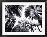 Framed Spinning Palms