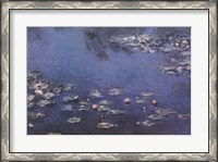 Framed Waterlillies