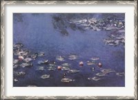 Framed Waterlillies