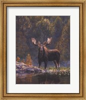 Framed North Country Moose detail