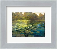 Framed Waterlilies