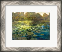 Framed Waterlilies