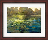 Framed Waterlilies