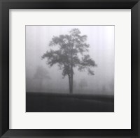 Framed Fog Tree Study I