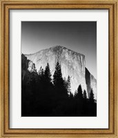 Framed El Capitan In Trees