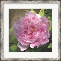 Framed Peony In Pink I