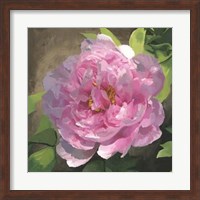 Framed Peony In Pink I