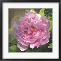Peony In Pink I Framed Print