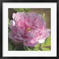 Peony In Pink II Framed Print