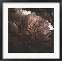 Framed Moonlit Peony I