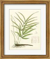 Framed Eaton Ferns I