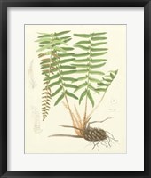 Framed Eaton Ferns IV